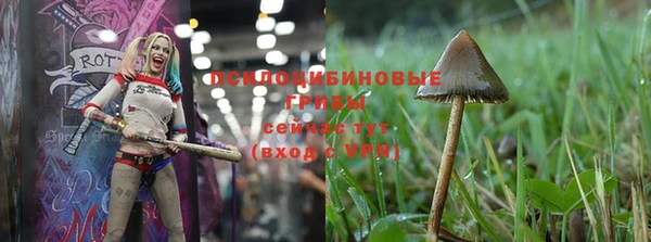 ПСИЛОЦИБИНОВЫЕ ГРИБЫ Баксан